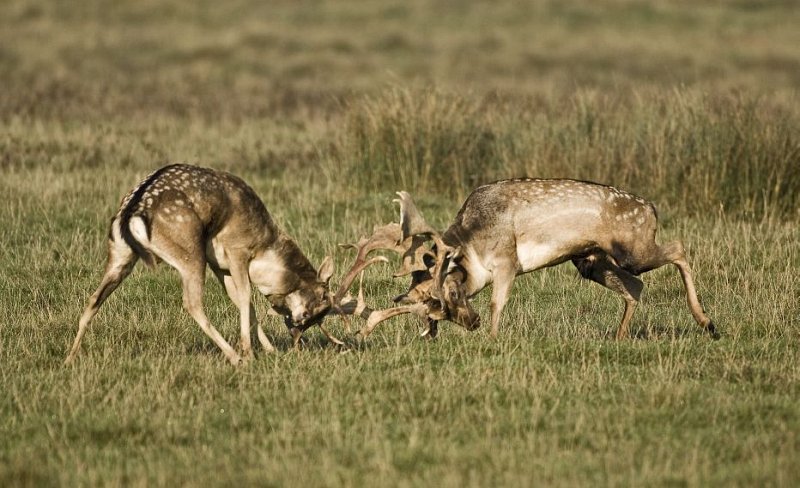 Fallow Deer